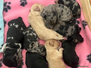 Cockapoo dogs - Advert 1