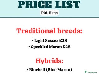 Chickens poultry *RESERVE* POL Hens + Day old chicks! - Advert 2