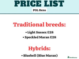 Chickens poultry *RESERVE* POL Hens + Day old chicks! - Advert 17