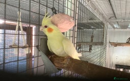 Cockatiels birds for sale: 2025  Cockatiels and Budgies - Image 14