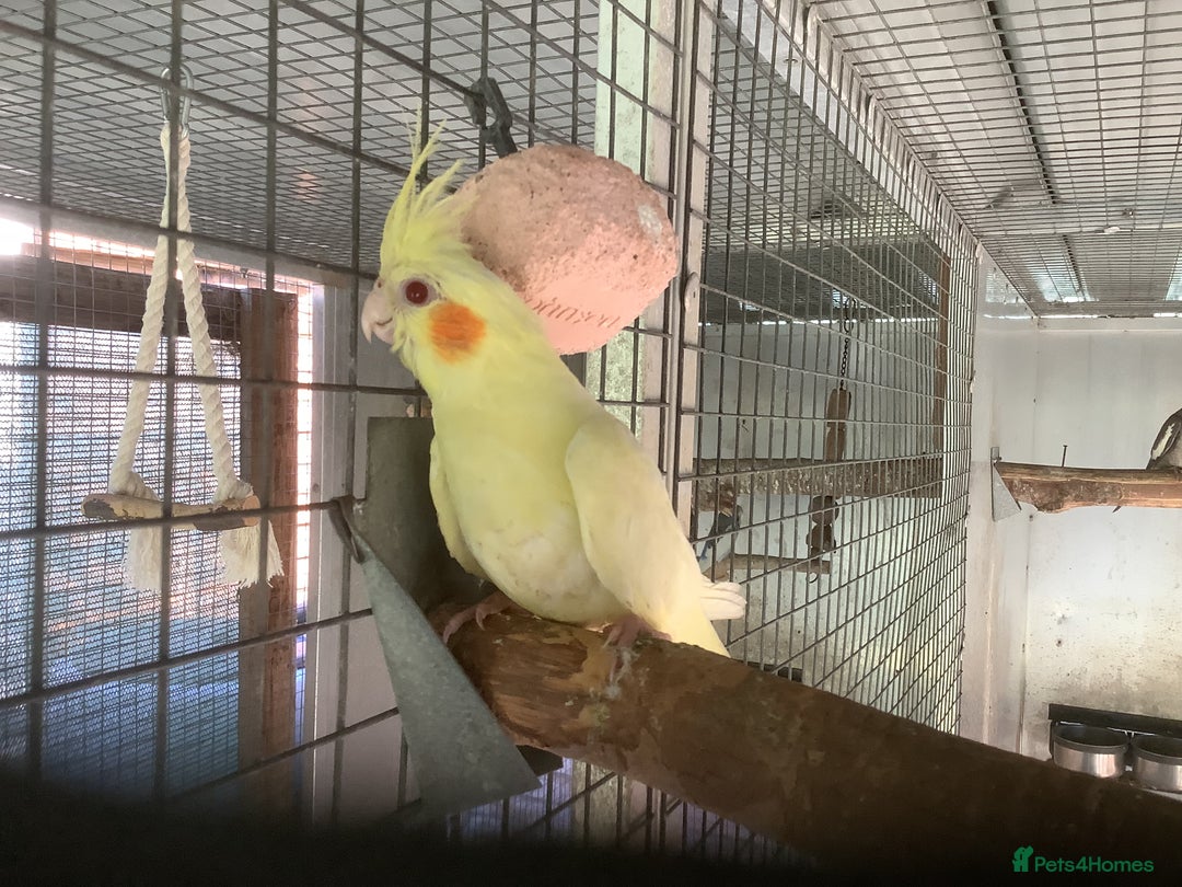 Cockatiels birds for sale: 2025  Cockatiels and Budgies - Image 14