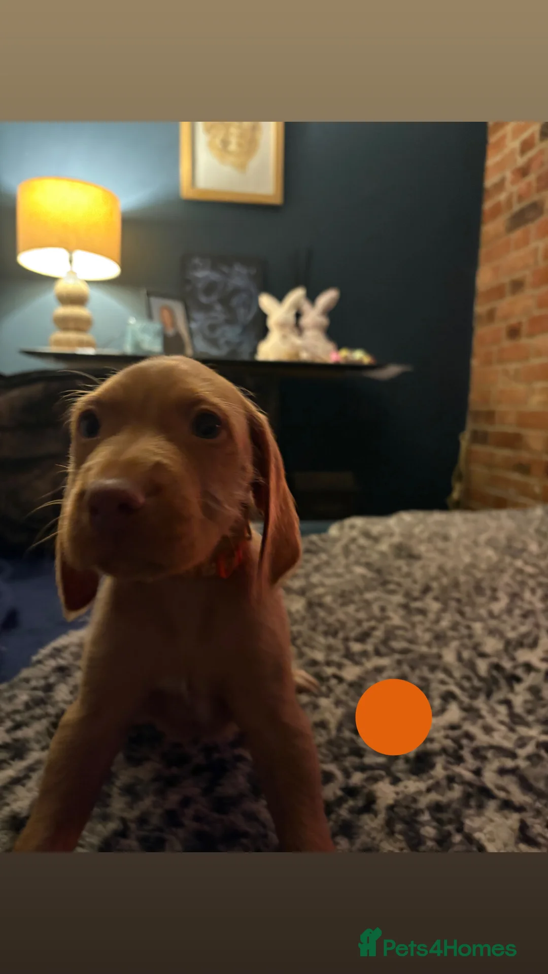Hungarian Vizsla dogs for sale: LOVINGLY HANDLED WH HUNGARIAN vizsla puppies - Advert 32