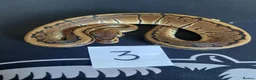 Python Snake reptiles for sale: Mixed royal python  - Advert 7