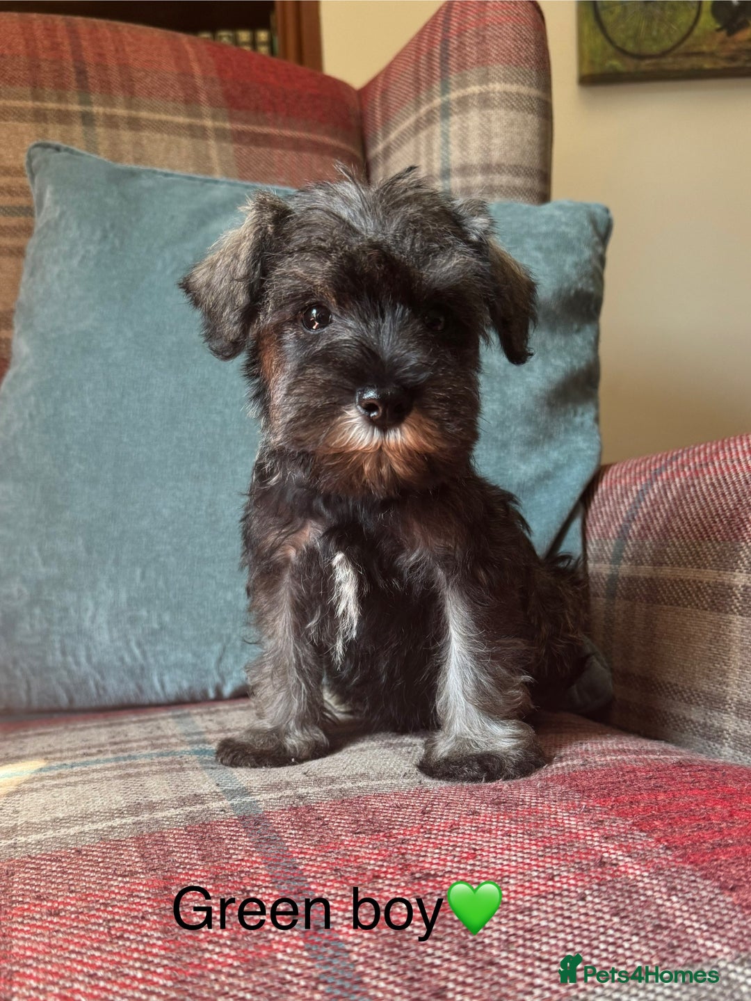 Miniature Schnauzer dogs for sale: KC Registered, health tested, puppies ready now!  - Image 8