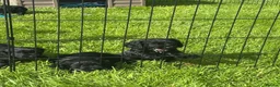 Cocker Spaniel dogs for sale: Working Cocker Spaniel Pups - Advert 3