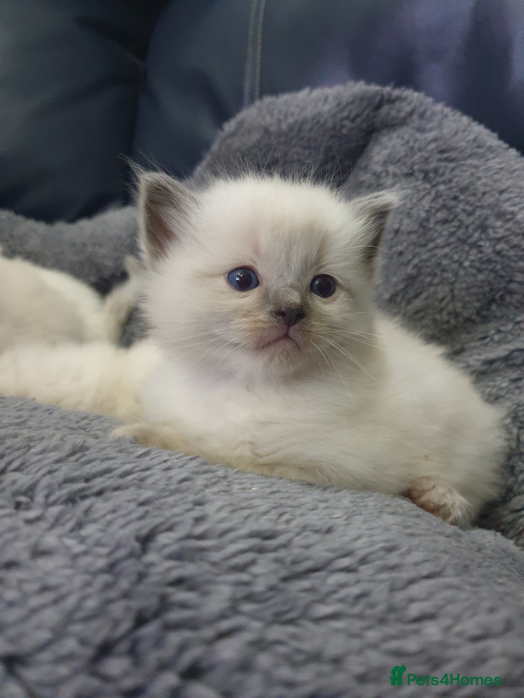 Ragdoll cats for sale: Ready to collect-Blue Point Kittens-Vaccinated - Image 11