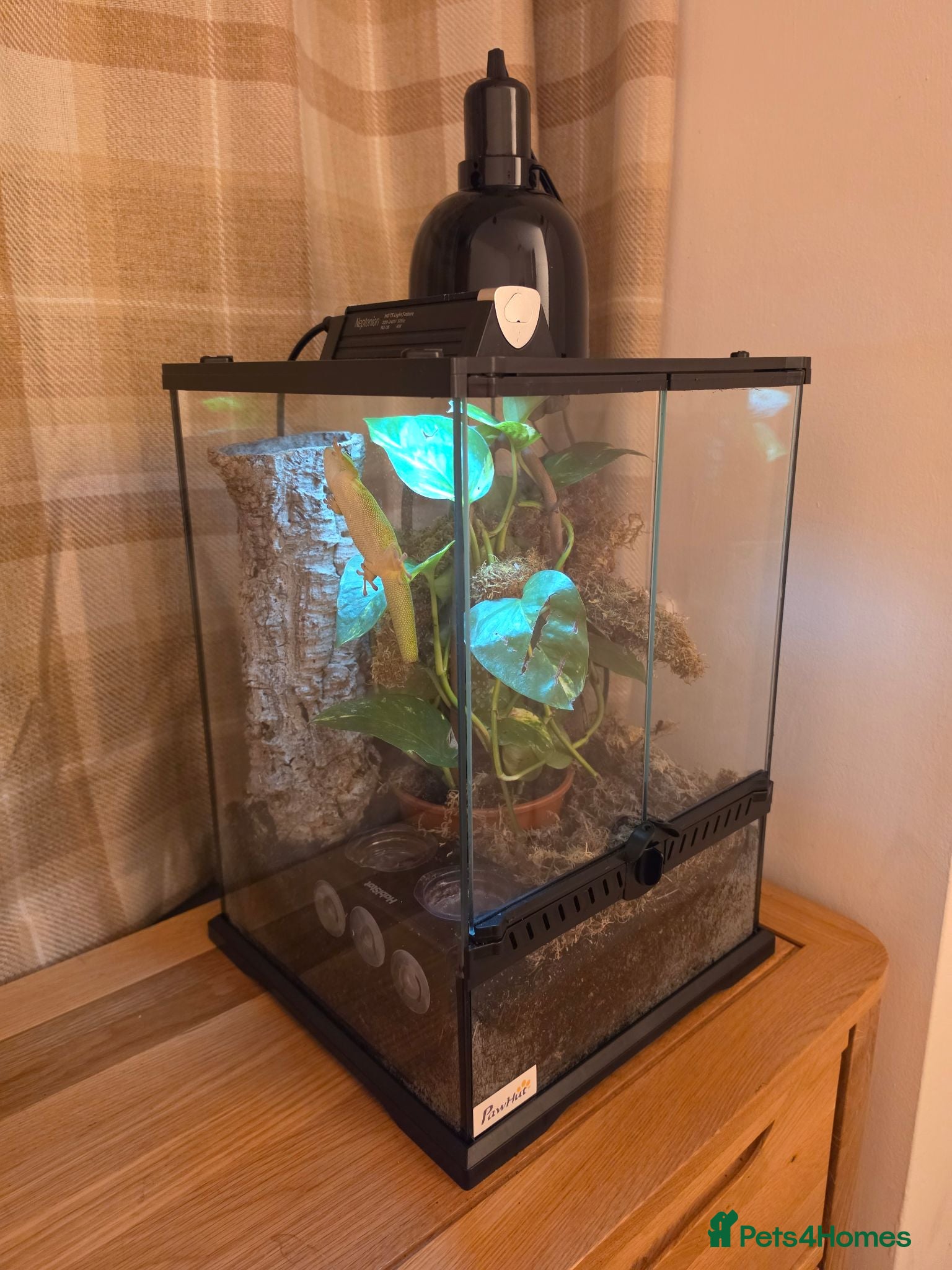 Gecko reptiles giant Madagascan day Gecko - Advert 15
