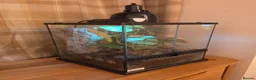 Gecko reptiles for sale: giant Madagascan day Gecko - Advert 1