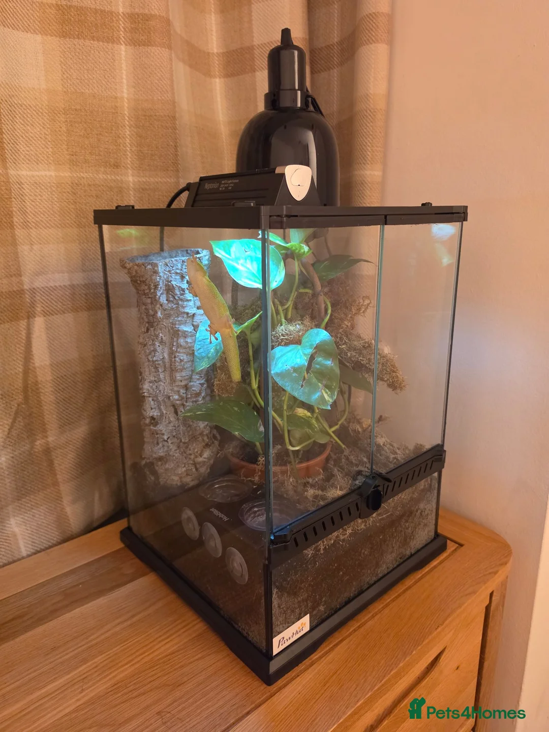 Gecko reptiles for sale: giant Madagascan day Gecko - Advert 1