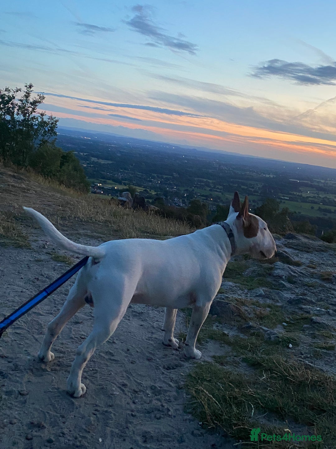 English Bull Terrier dogs for stud: English bull terrier for stud  - Advert 10