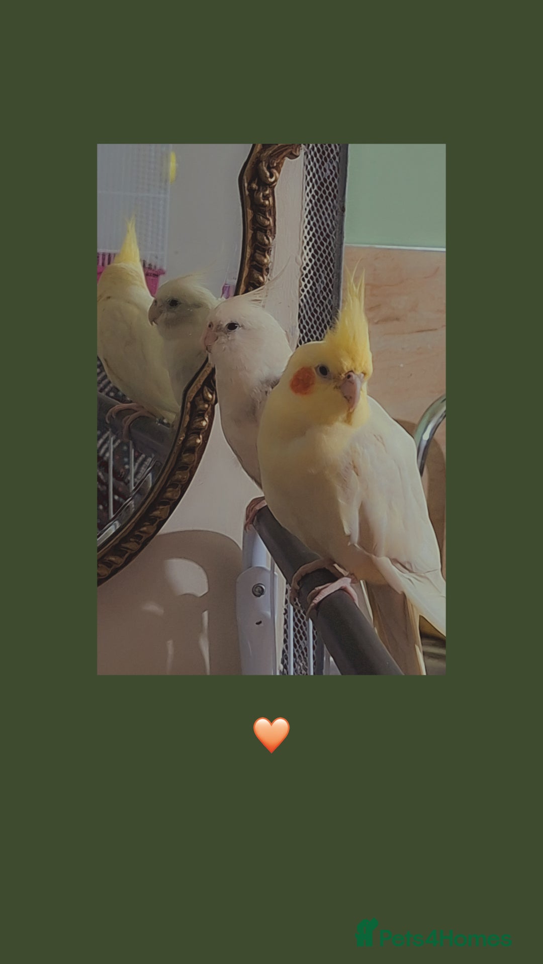 Cockatiels birds for sale: No adoption fees ... - Advert 5