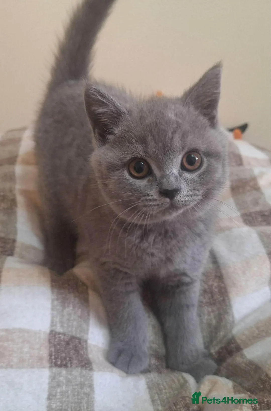 British Shorthair cats for sale: Beautiful British Shorthair kittens  - Advert 2