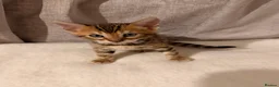 Bengal cats for sale: Adorable kittens for sale - Advert 17