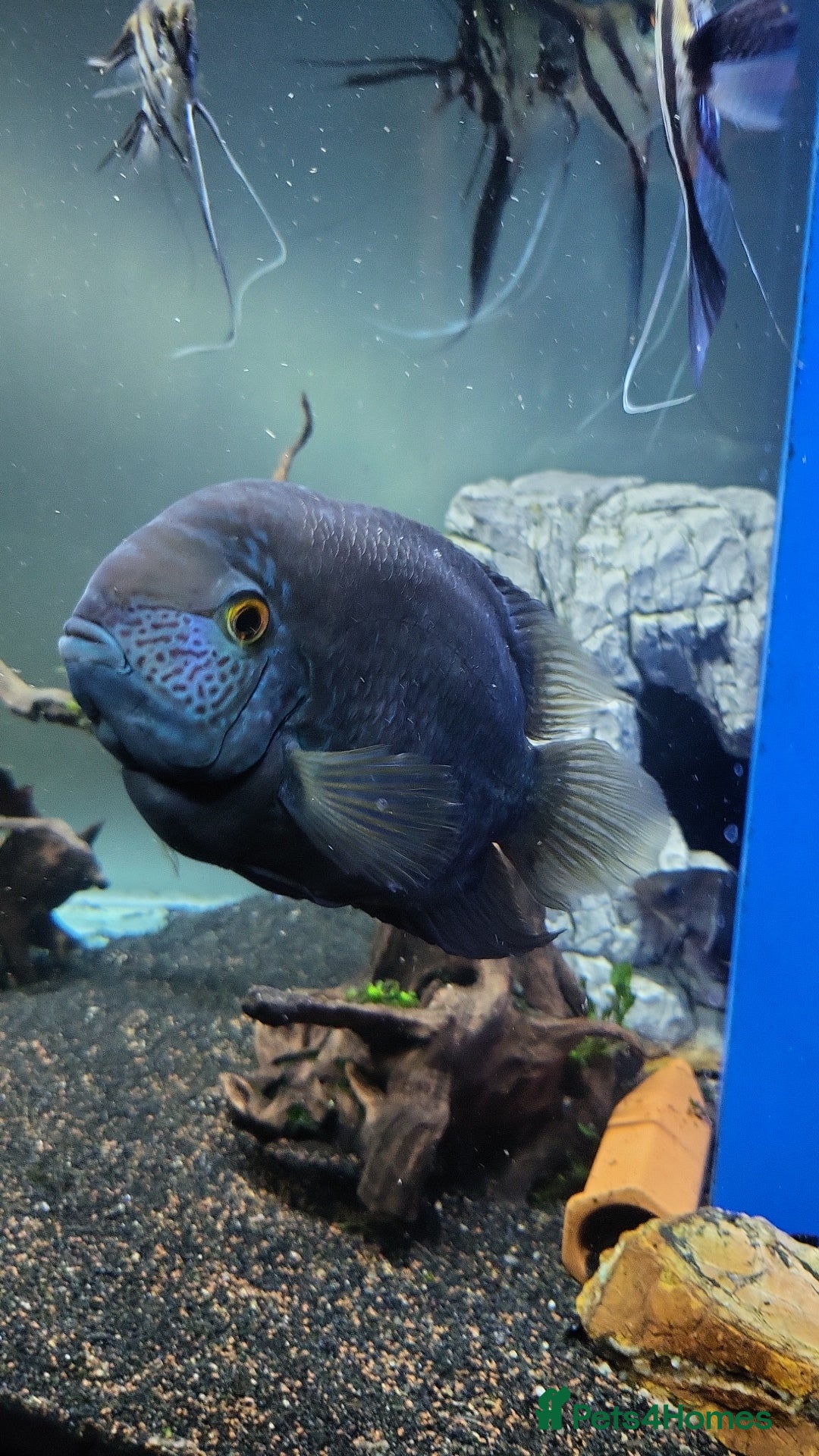 Cichlids fish for sale: 3 severum fish - Advert 1