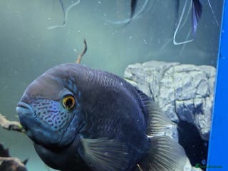 Cichlids fish 3 severum fish - Advert 2