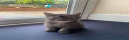 British Shorthair cats for sale: We have 2 little kittens looking for a new home  - Advert 1