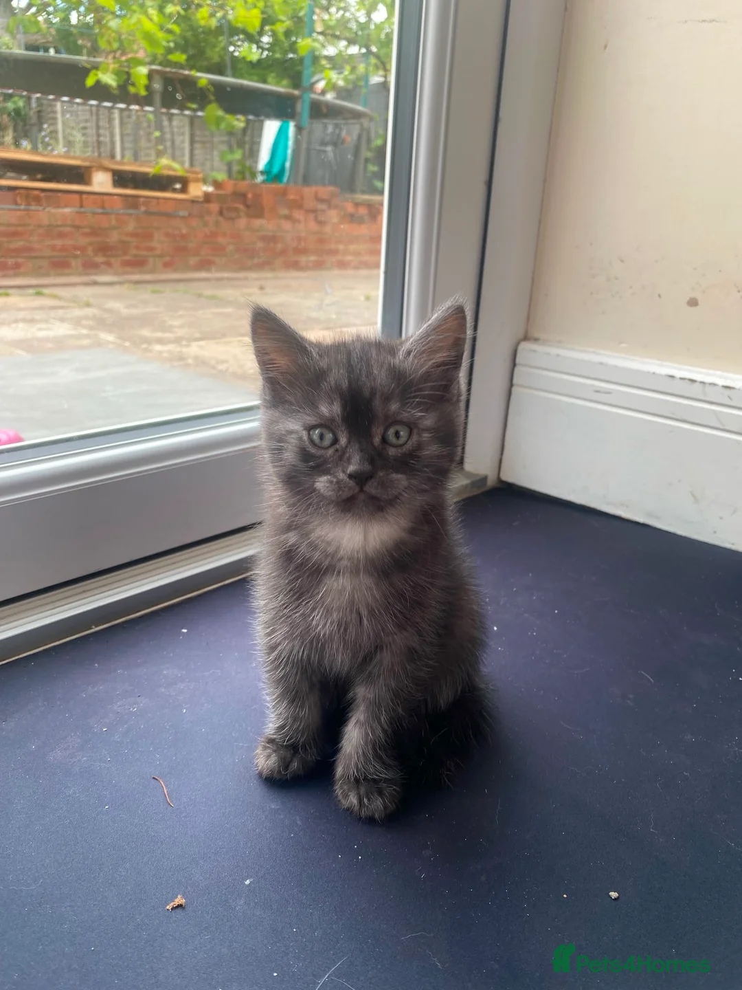 British Shorthair cats for sale: We have 2 little kittens looking for a new home  - Advert 1