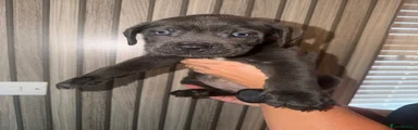 Cane Corso 2