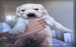 Golden Retriever dogs for sale: Adorable KC Reg Golden Retriever Puppies - Image 18