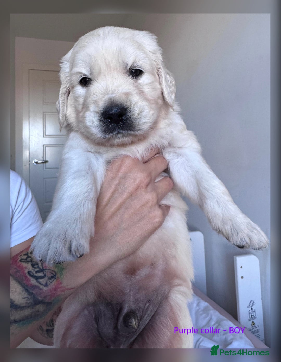 Golden Retriever dogs for sale: Adorable KC Reg Golden Retriever Puppies - Image 18