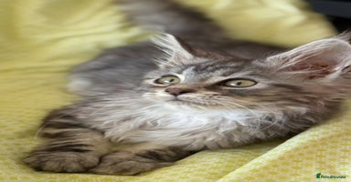 Maine Coon cats - Advert 3