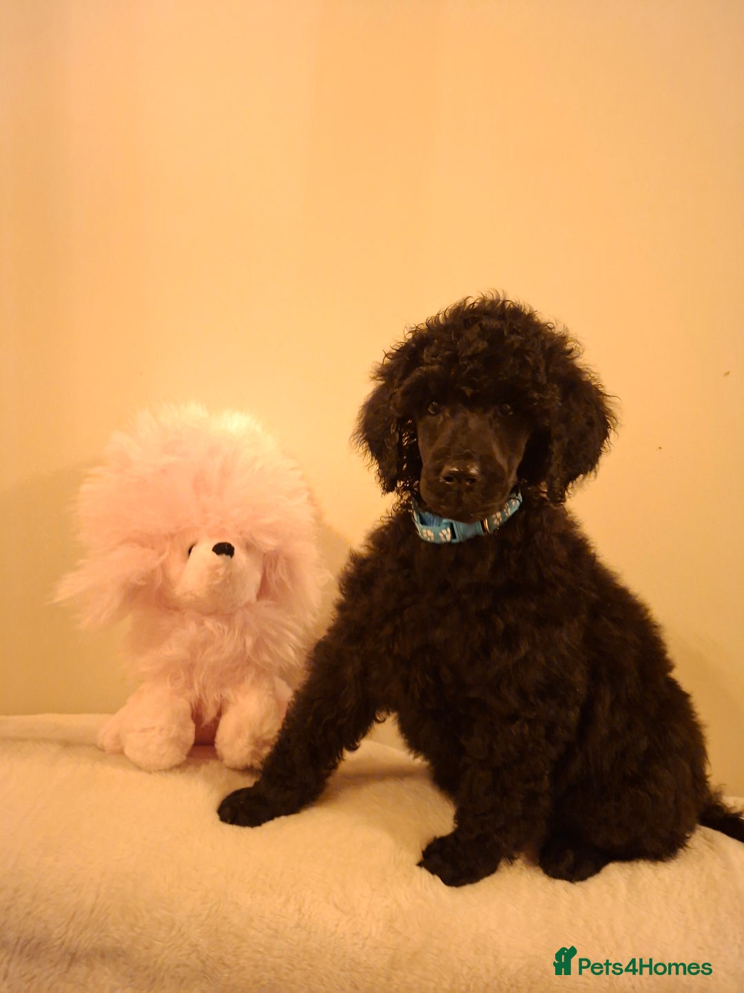 Standard Poodle dogs for sale: Exceptional Health Tested Puppies Due - Advert 1