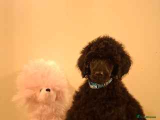 Standard Poodle dogs Exceptional Health Tested Puppies Due - Advert 5