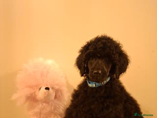 Standard Poodle dogs Exceptional Health Tested Puppies Due - Advert 2