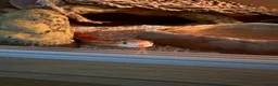 Corn Snake reptiles for sale: Corn snake & vivarium - Advert 4