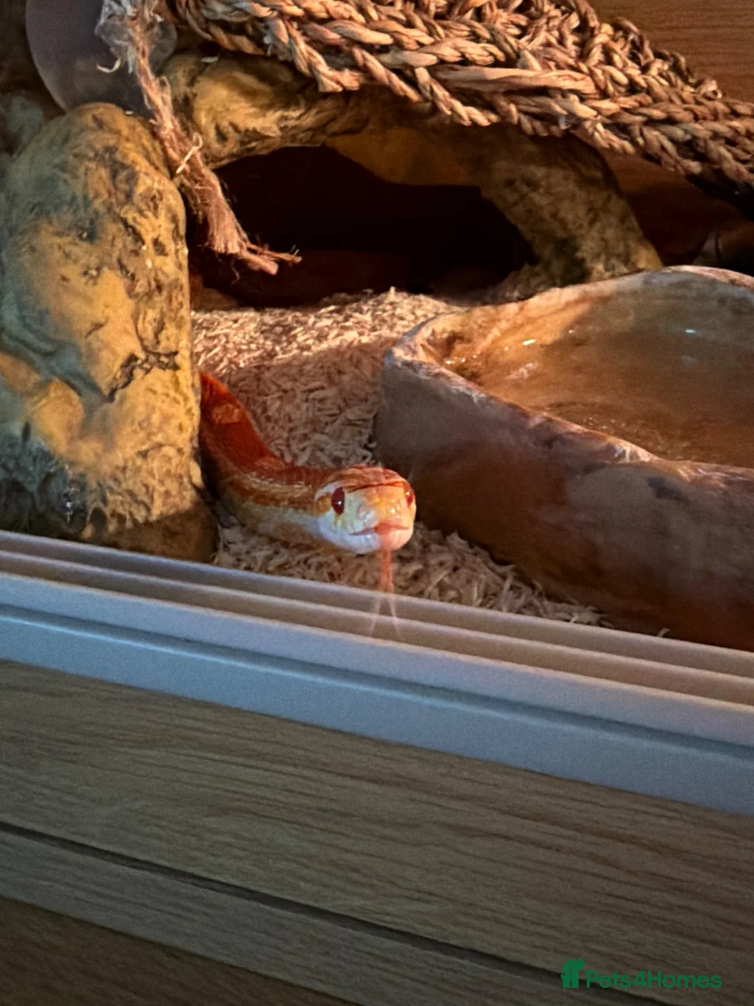 Corn Snake reptiles for sale: Corn snake & vivarium - Advert 4