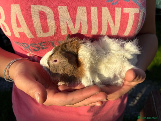 Guinea Pig rodents - Advert 5