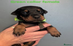 Dobermann dogs for sale: Top Quality Pedigree Dobermanns – Black & Tan - Advert 10