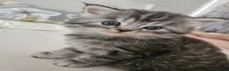 Mixed Breed cats for sale: Persian Chinchilla X Grey Girl Tuxedo Boy - Advert 5