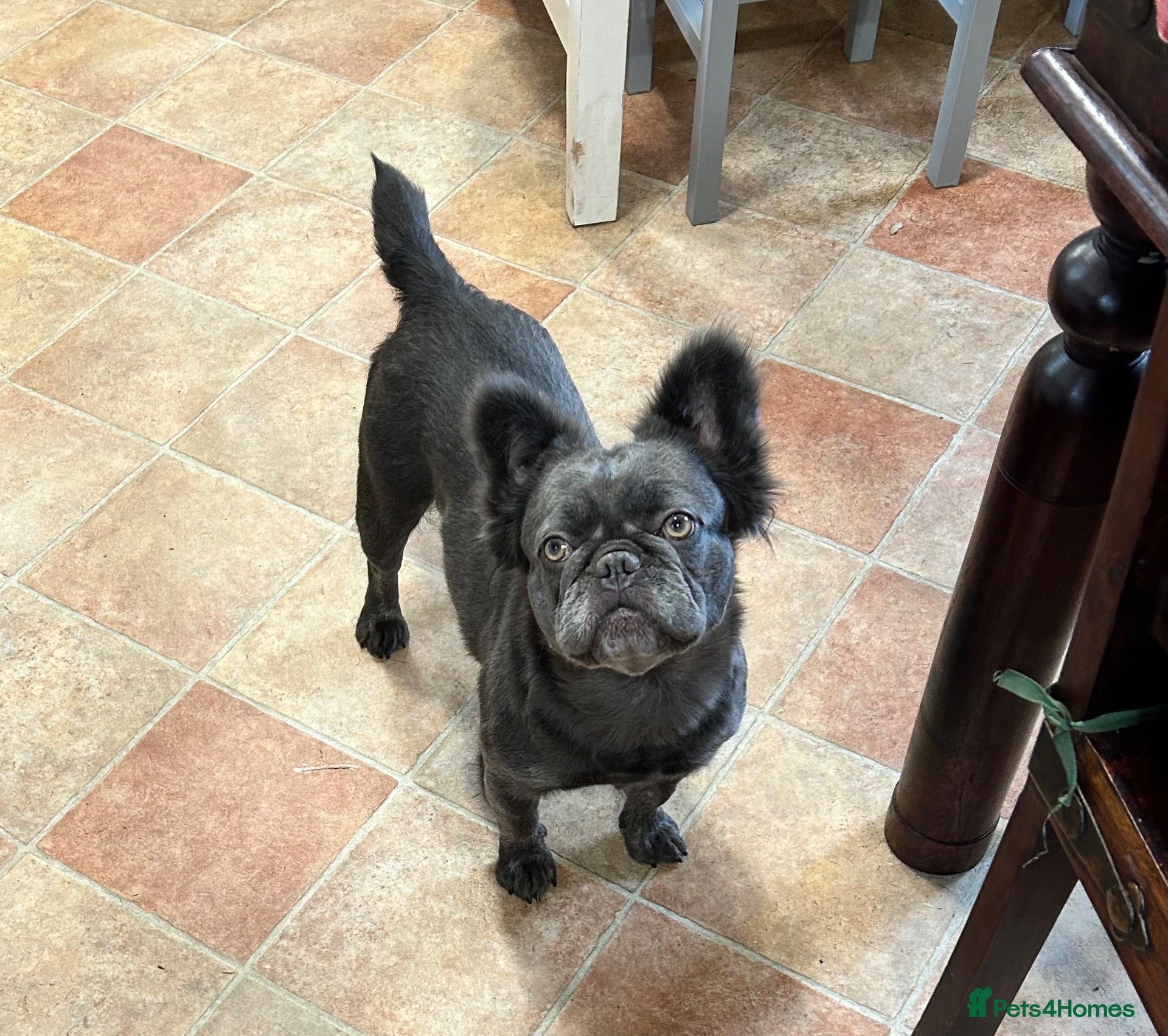 French Bulldog dogs Loving Family Home Required for Ziggy - Advert 1