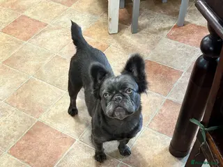 French Bulldog dogs Urgent French bulldog girl - family home needs - Advert 1