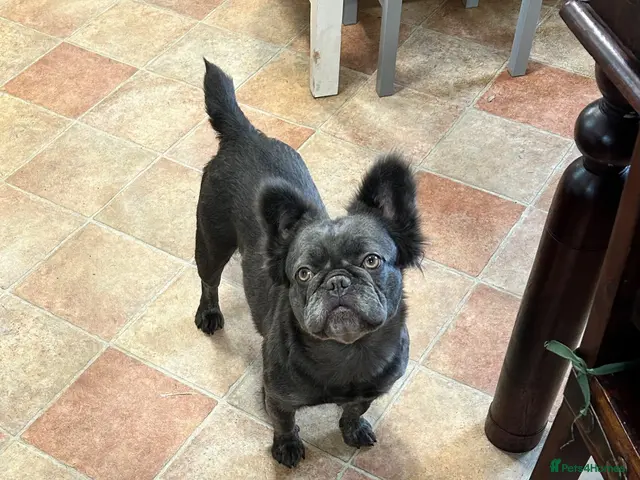 French Bulldog dogs Urgent French bulldog girl - family home needs - Advert 10