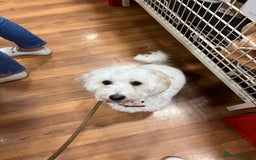 Bichon Frise dogs for sale: Loving home wanted  - Image 9