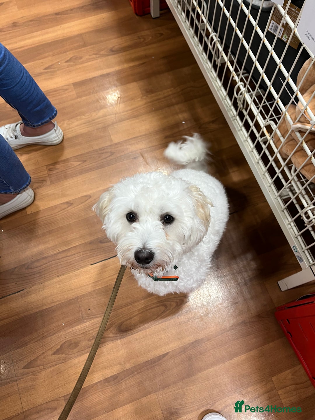 Bichon Frise dogs for sale: Loving home wanted  - Image 9