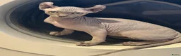 Sphynx cats for sale: Beautiful girl available  - Advert 1