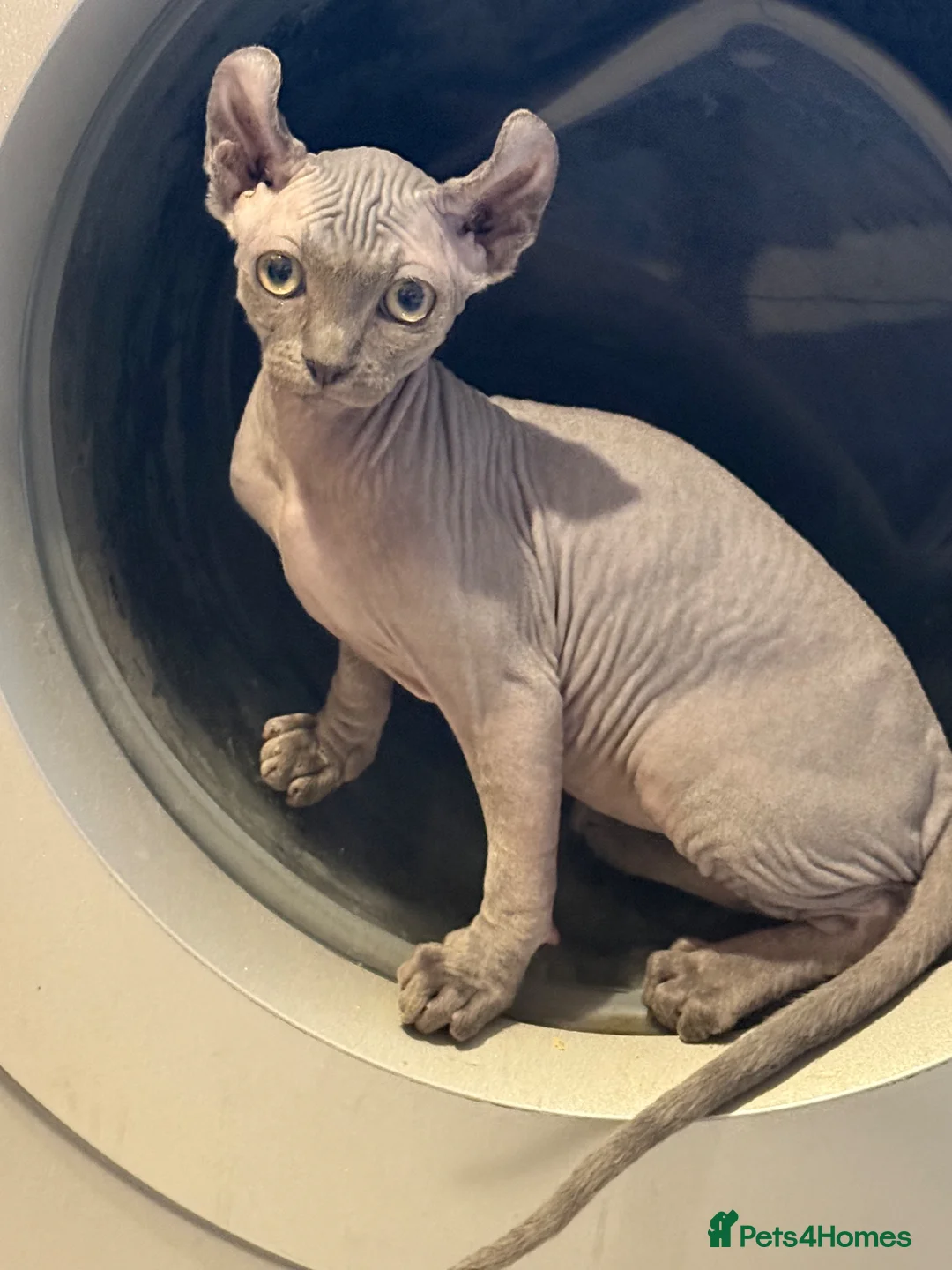 Sphynx cats for sale: Beautiful girl available  - Advert 1