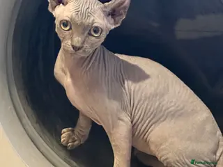 Sphynx cats Beautiful girl available - Advert 2
