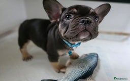 French Bulldog dogs for sale: TOP QUALITY KC REG FRENCHIES AVAILABLE  - Image 21