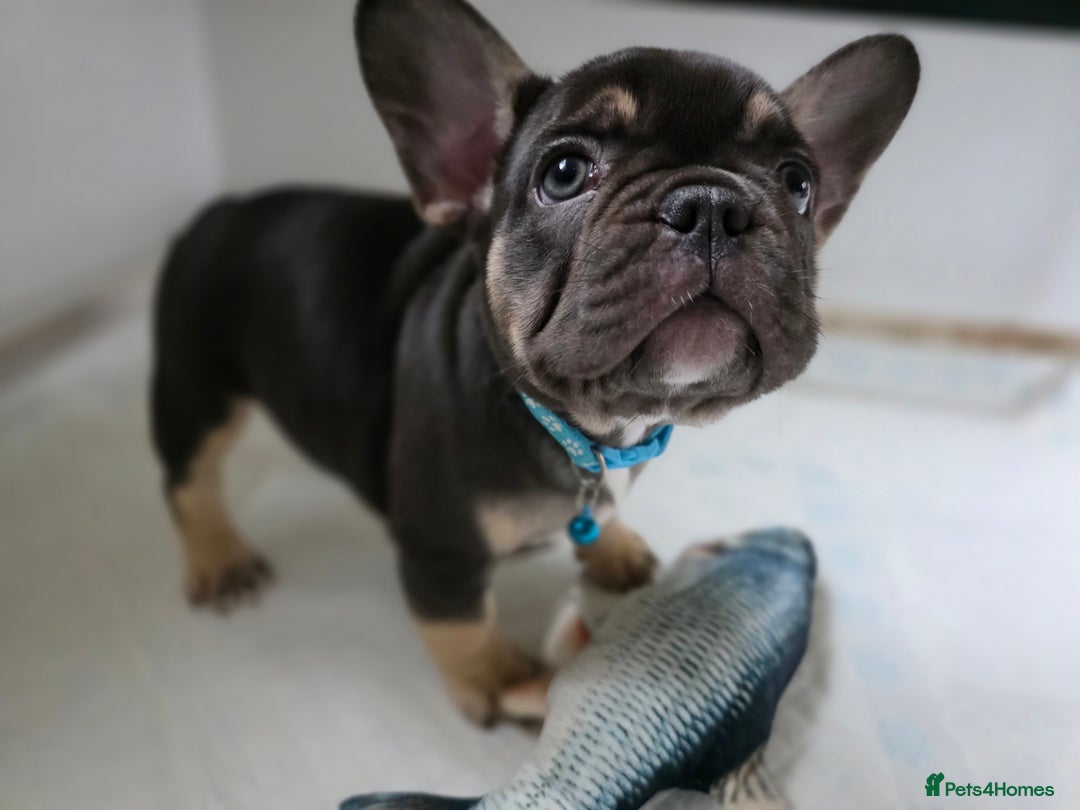 French Bulldog dogs for sale: TOP QUALITY KC REG FRENCHIES AVAILABLE  - Image 21