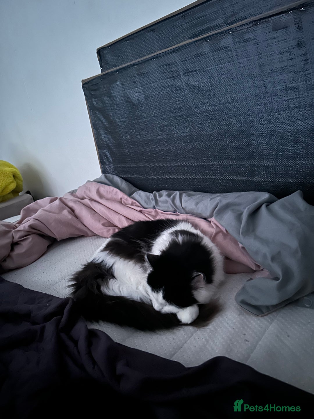 British Longhair cats for sale: Sheila - Domestic Longhair  - Image 5