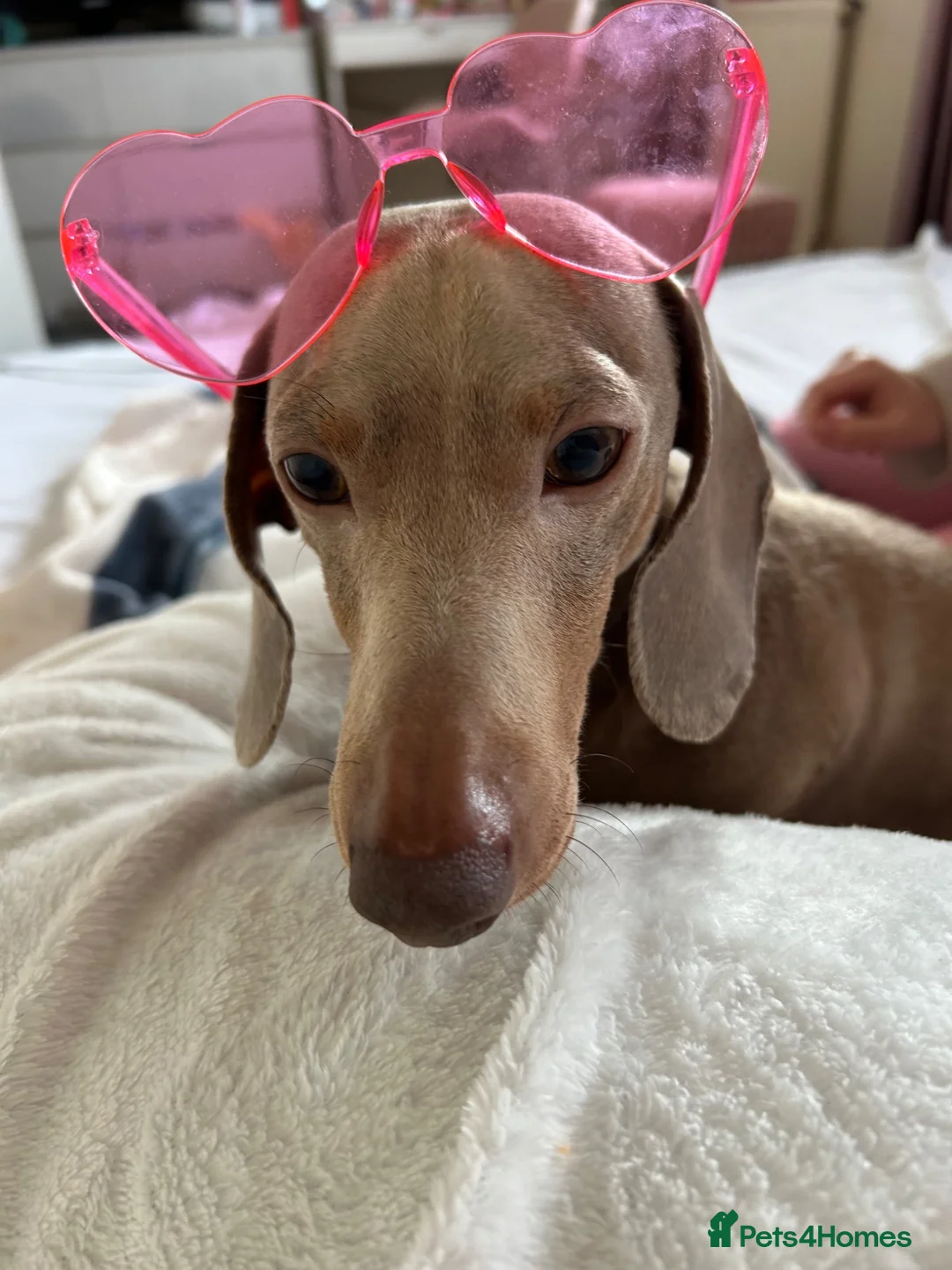 Dachshund dogs for sale: Teddy 4 years old  in Barry - Advert 6