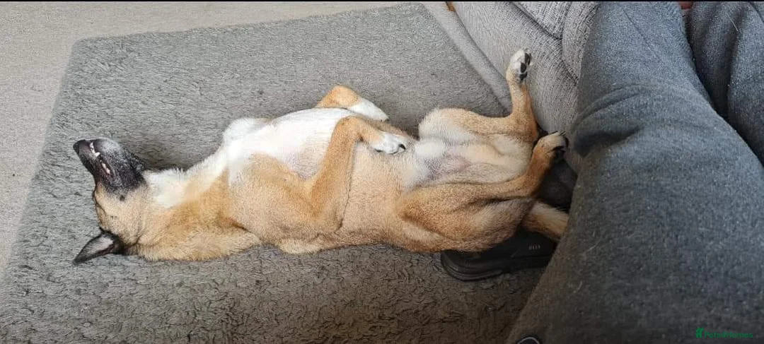 Mixed Breed dogs for adoption: Meet Jakob, currently residing in Cranage, Crew in Crewe - Advert 18