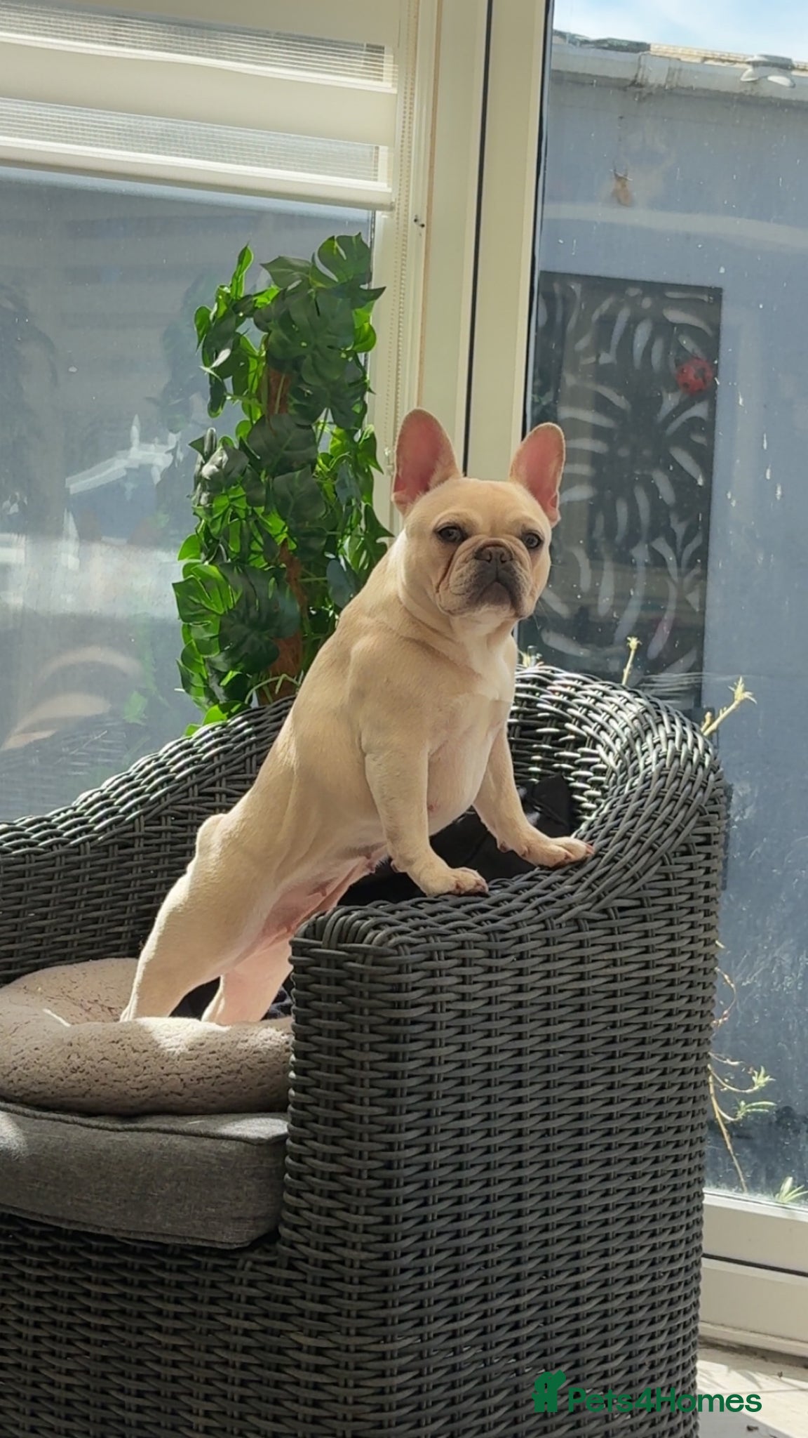 French Bulldog dogs 19 Month Old Female Frenchie  - Advert 11