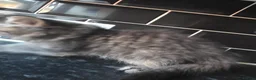 Persian cats for sale: Beautiful dollface persian chinchilla kittens  - Advert 30