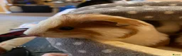 Guinea Pig rodents for sale: Pepper the male Guinea Pig - Advert 4