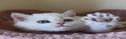 British Shorthair cats for sale: Quality Golden Kittens - Advert 30